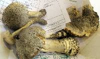 Media resource of Amanita onusta