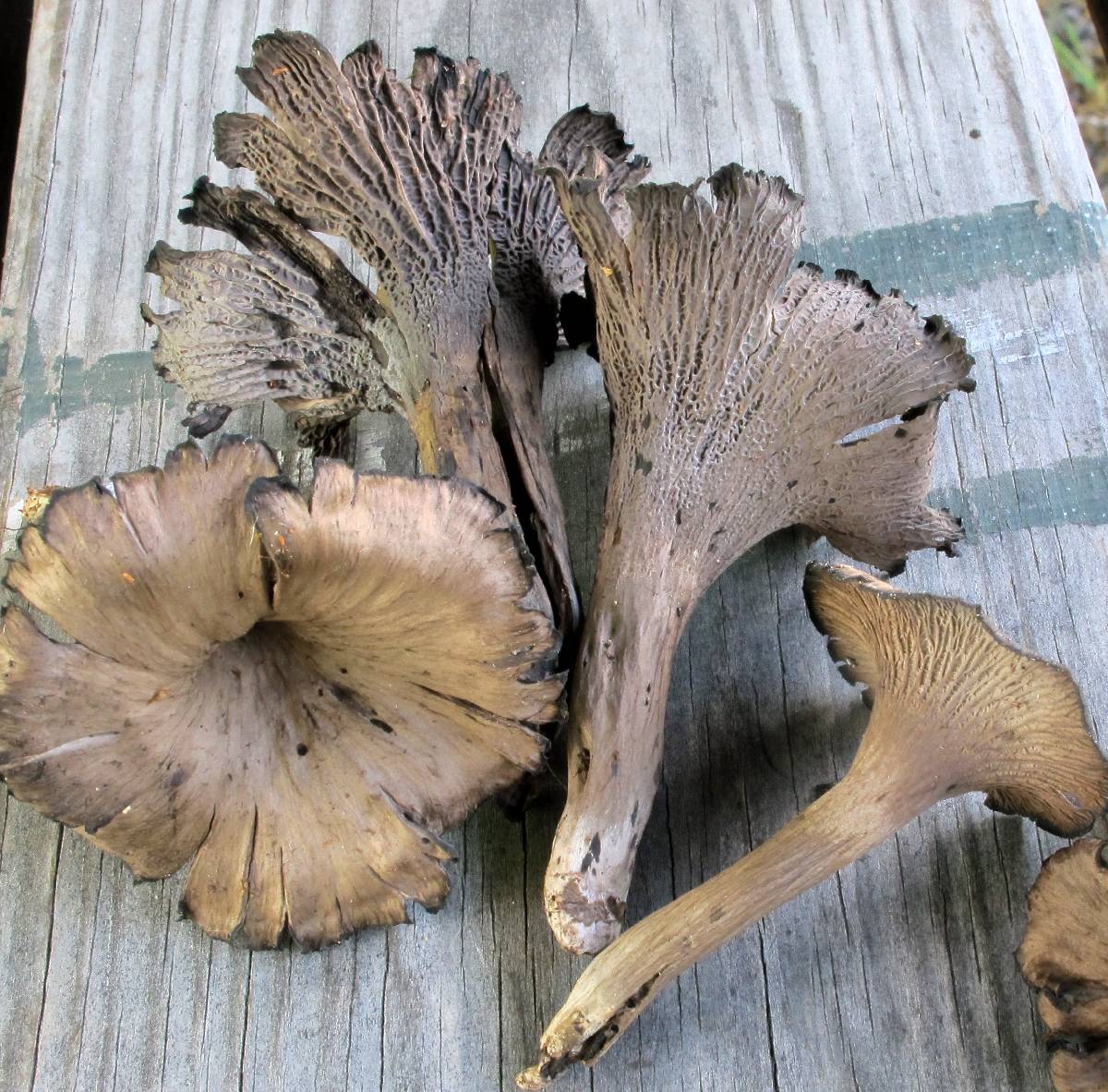 Cantharellus cinereus f. cinereus image