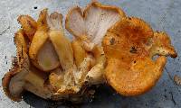 Media resource of Hypomyces lateritius