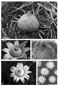 Media resource of Geastrum reticulatum