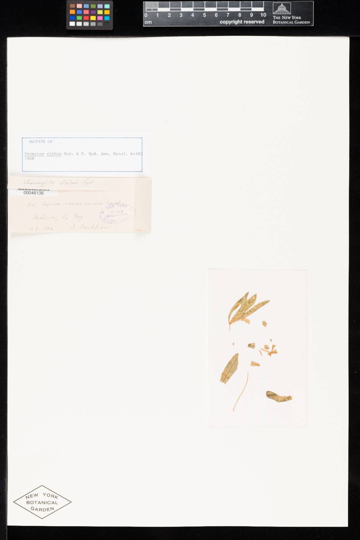 Uromyces elatus image