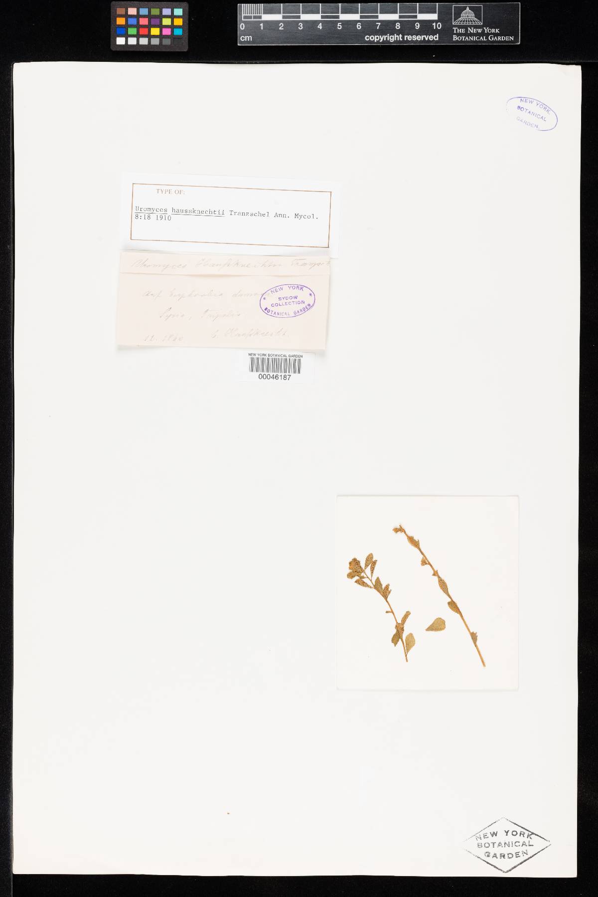 Uromyces haussknechtii image