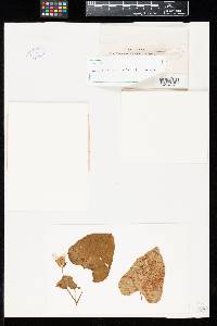 Uromyces hewittiae image
