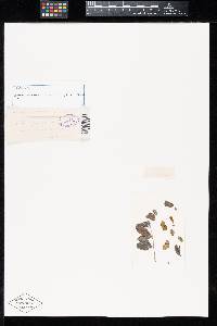 Uromyces sphaerocarpus image