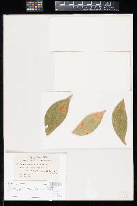 Image Associated With the Occurrence