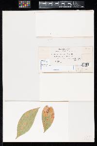 Image Associated With the Occurrence