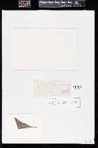 Aecidium baumianum image