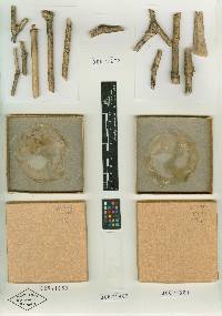 Media resource of Bionectria lasiacidis