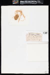 Tilletia eragrostidis image