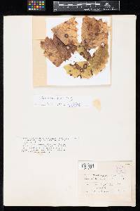 Image Associated With the Occurrence