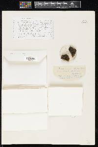 Hypoxylon ohiense image