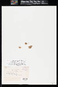 Thumbnail image of current specimen
