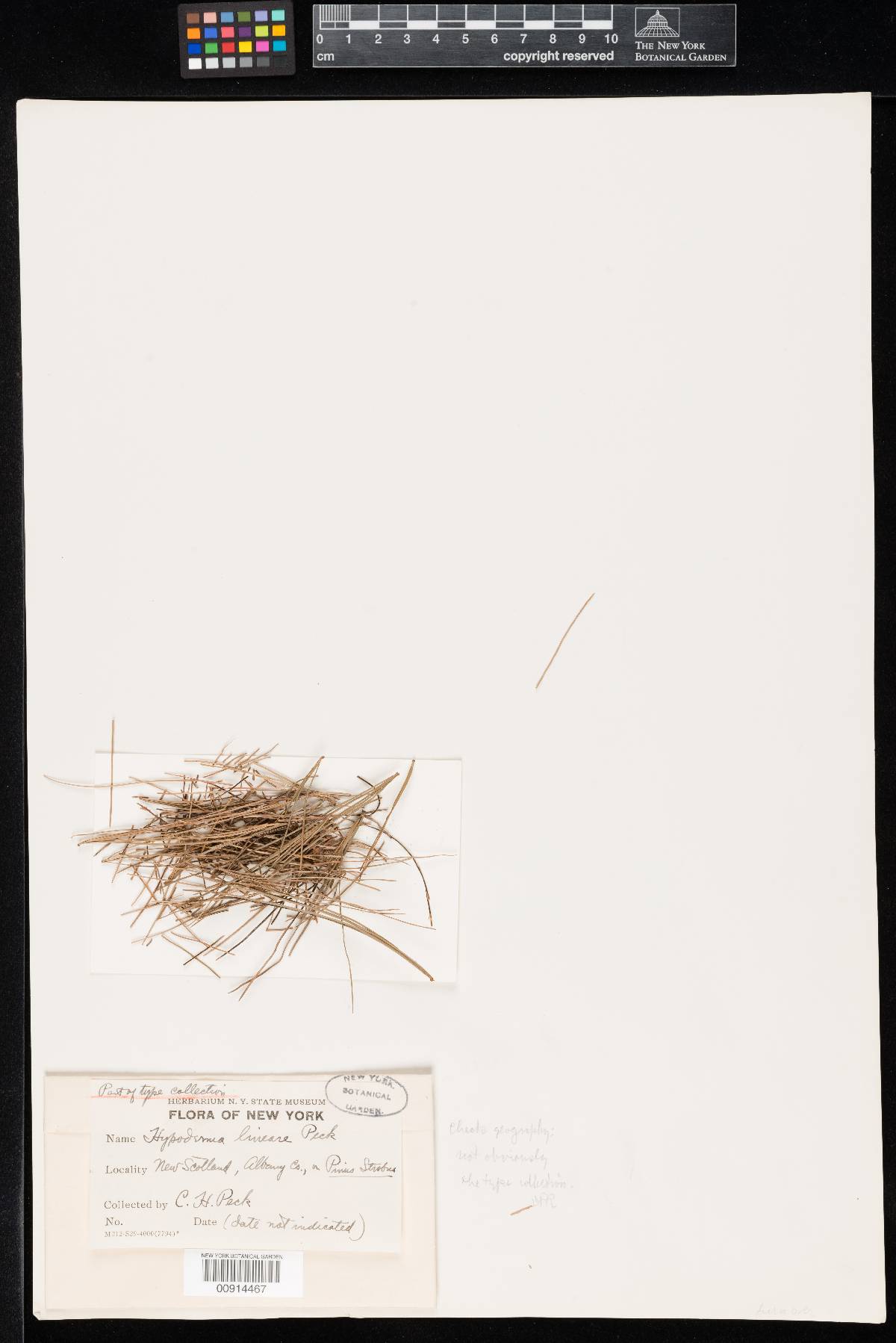 Bifusella linearis image