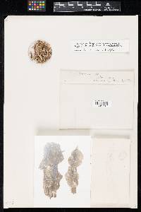 Peziza pseudoclypeata image
