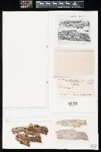 Media resource of Godronia jamaicensis