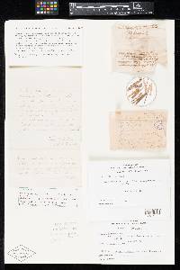 Media resource of Peziza aberrans