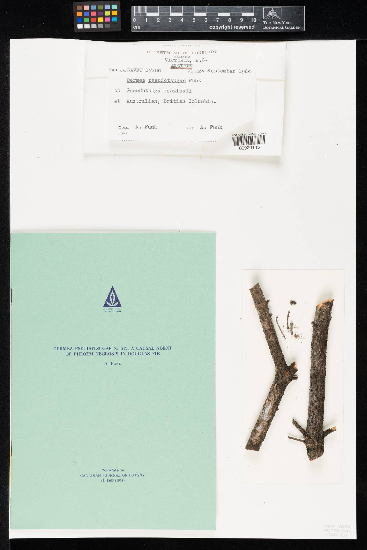 Dermea pseudotsugae image