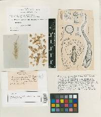 Claviceps cinerea image