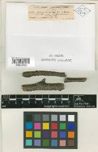Diaporthe nivosa image