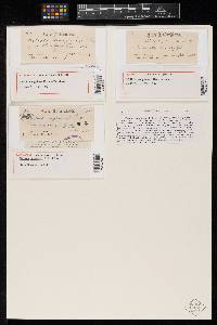 Meliola sanguinea image