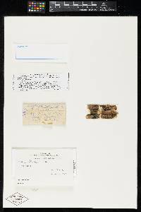 Image Associated With the Occurrence