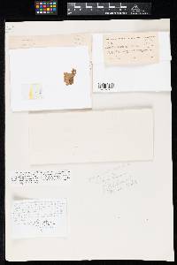 Phyllosticta abortiva image