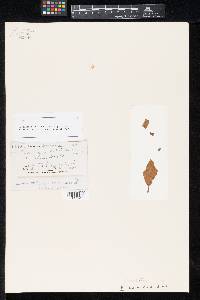 Image Associated With the Occurrence