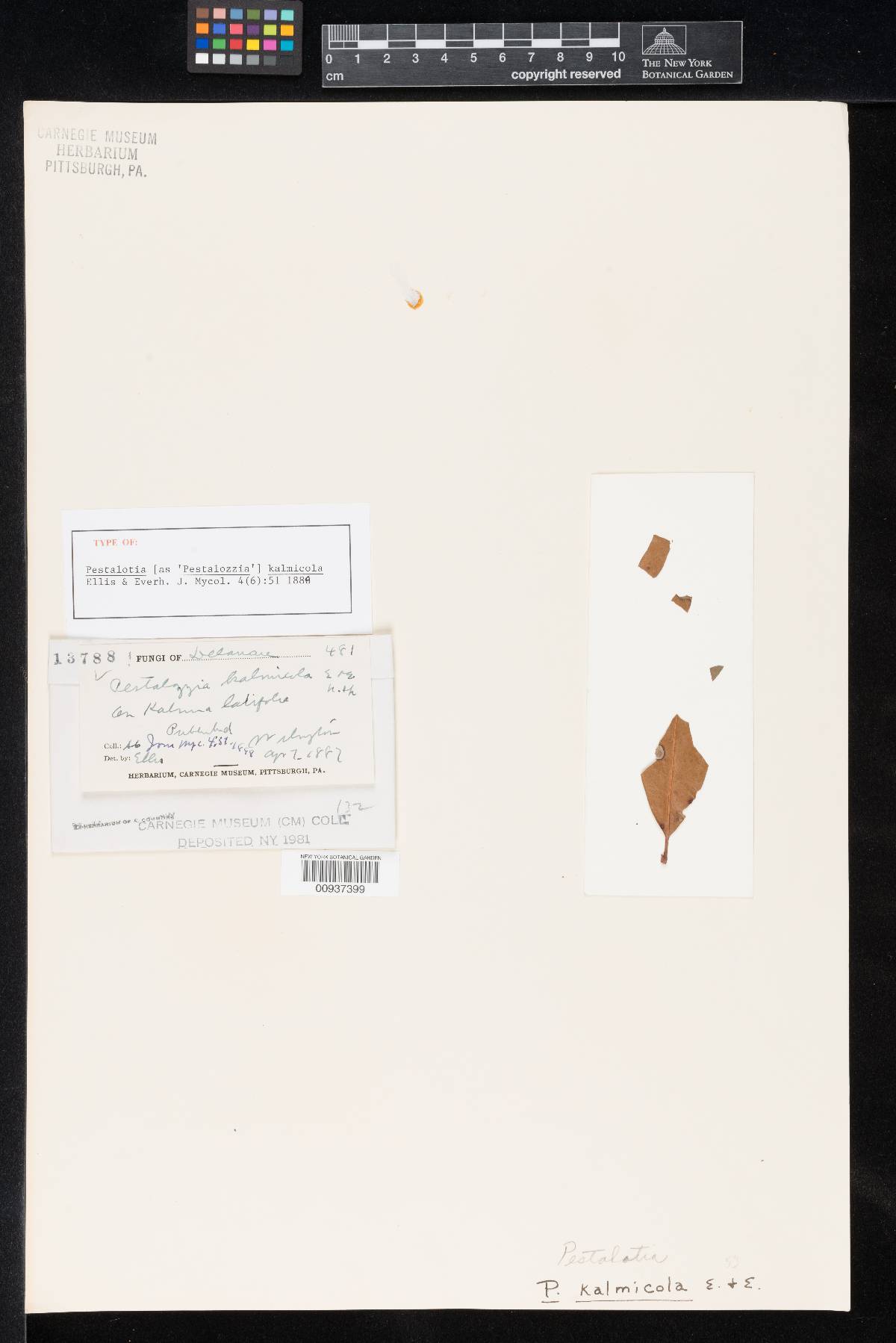 Pestalotia kalmicola image