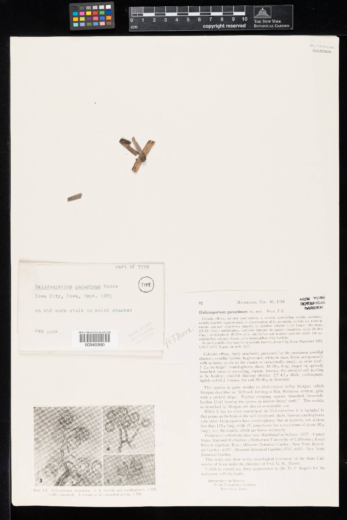 Helicosporium panacheum image