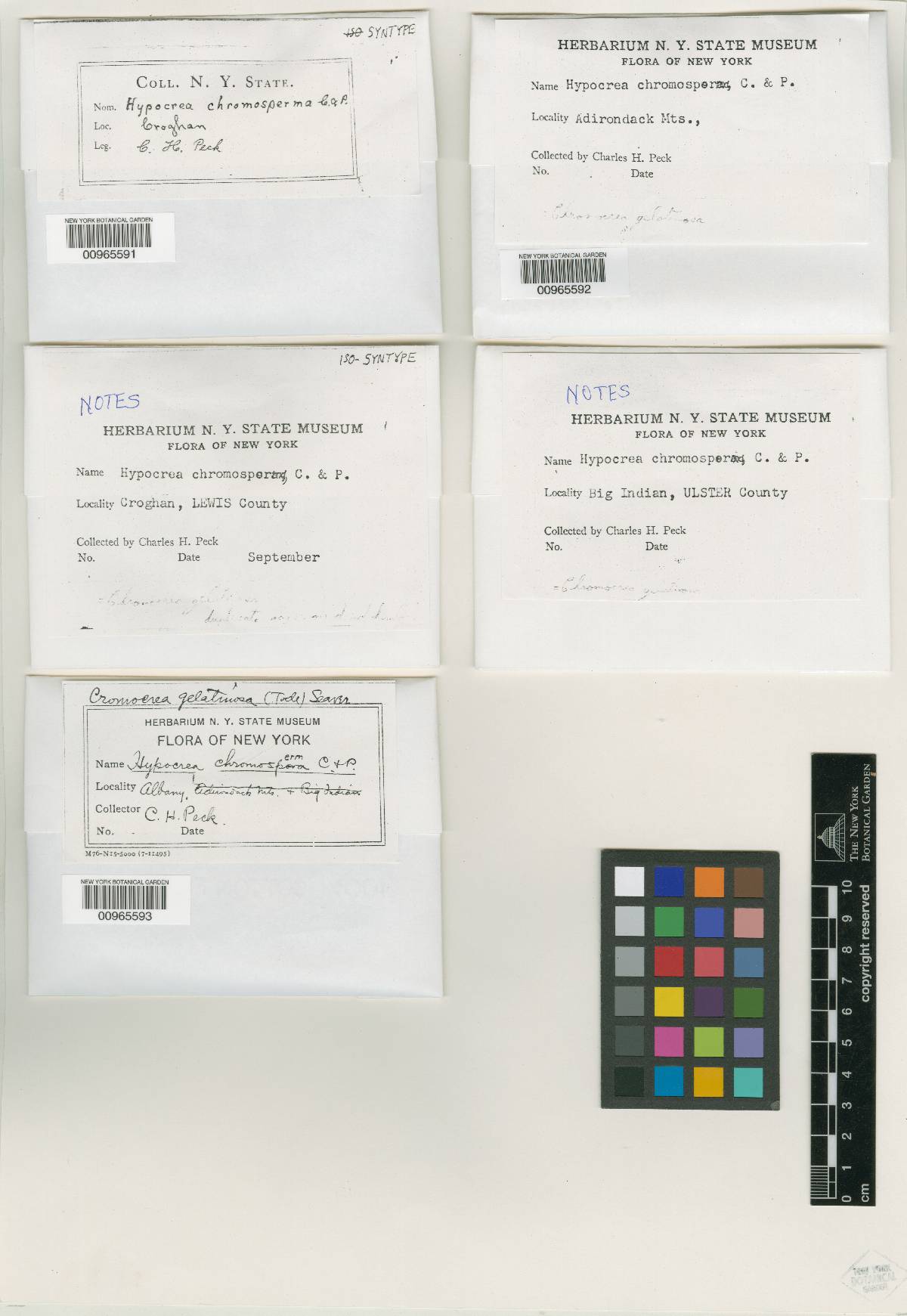 Hypocrea chromosperma image