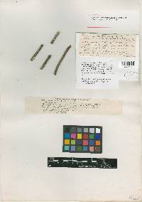 Hypocrea subcarnea image