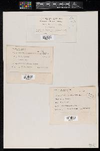 Meliola pisoniae image