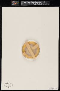 Media resource of Arthroderma lenticulare