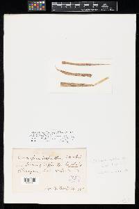 Media resource of Mycovellosiella asprellae