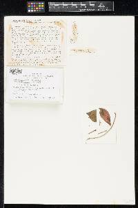 Pseudomassaria foliicola image