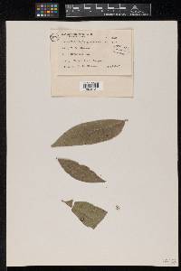 Meliola benguetensis image