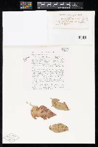 Cylindrosporium corni image