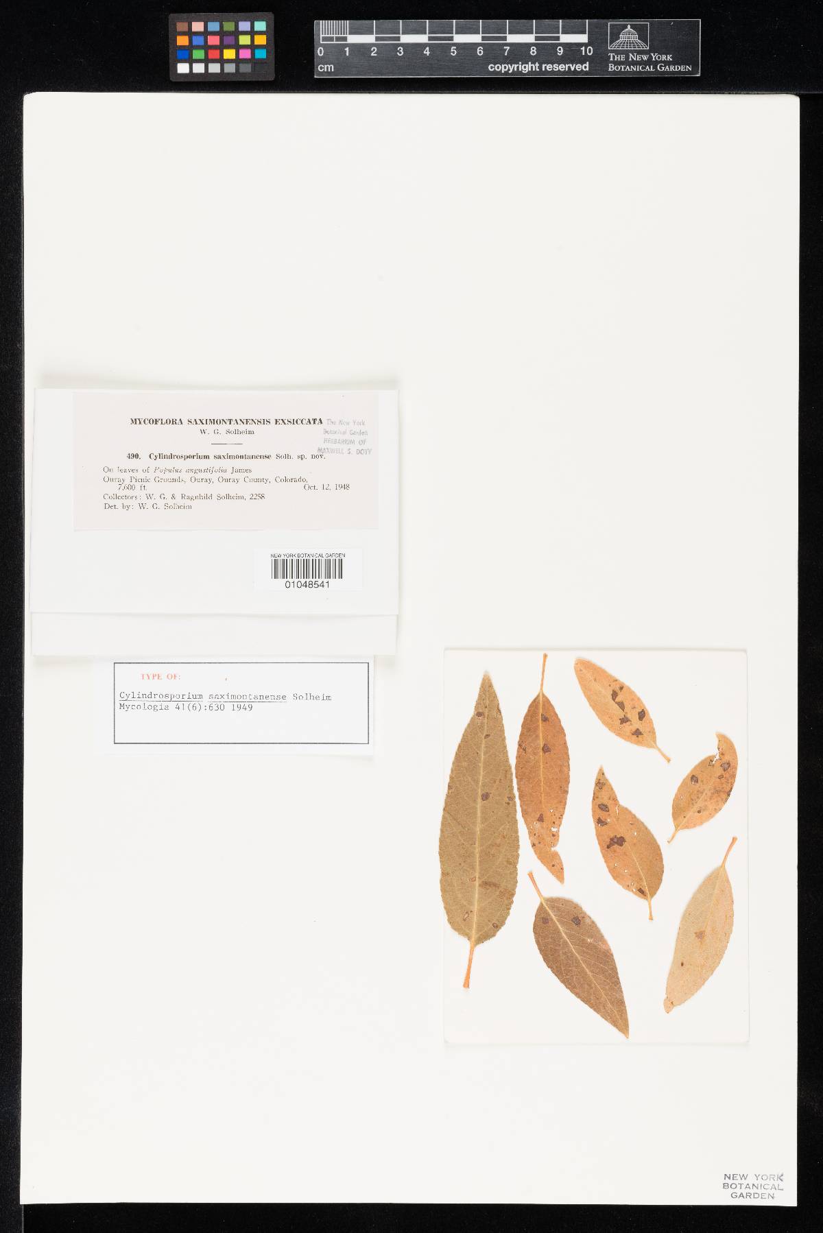 Cylindrosporium saximontanense image