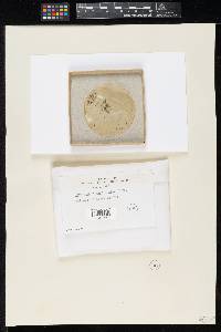 Chaetomium globosum image