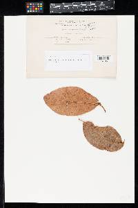Sphaceloma perseae image