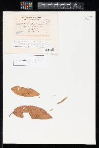 Image Associated With the Occurrence