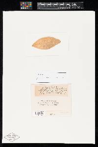 Septoria citri image