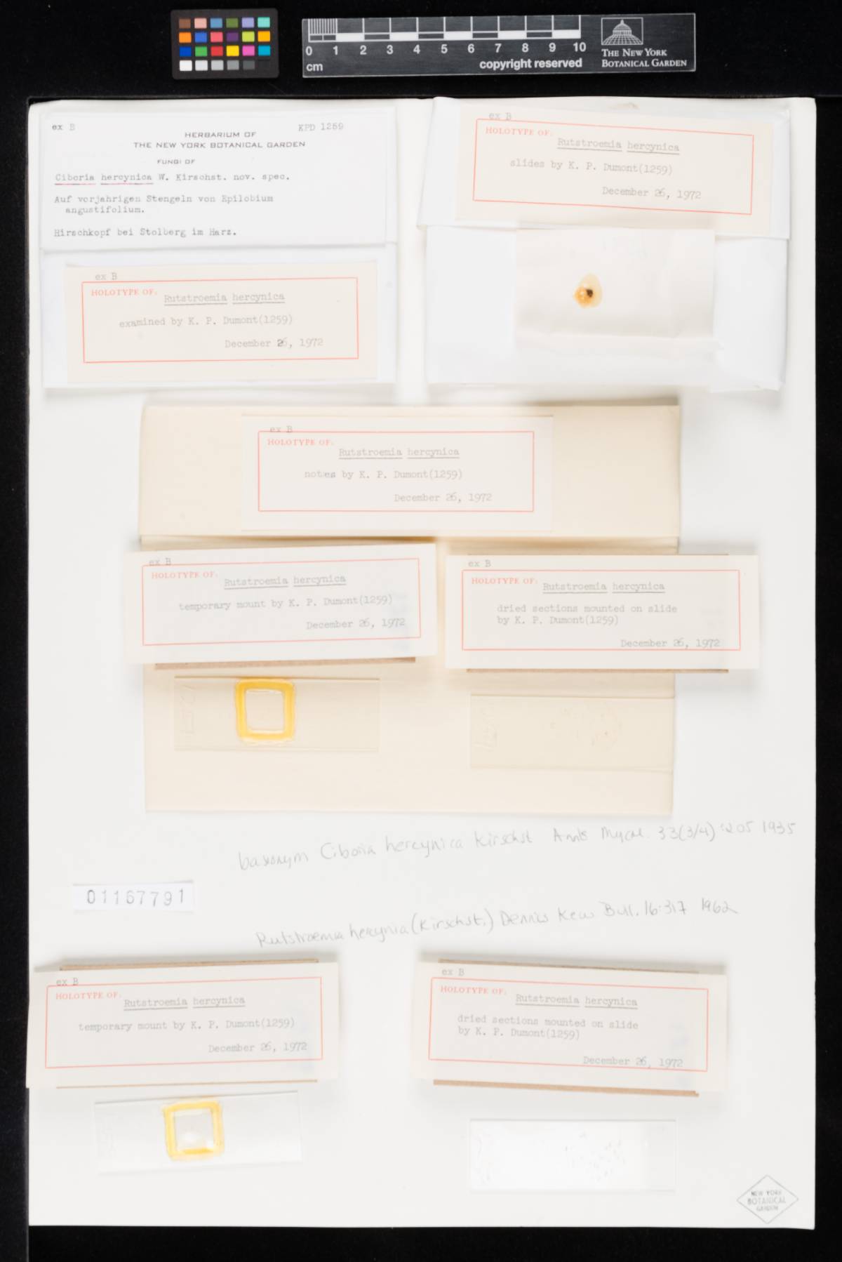 Rutstroemia hercynica image