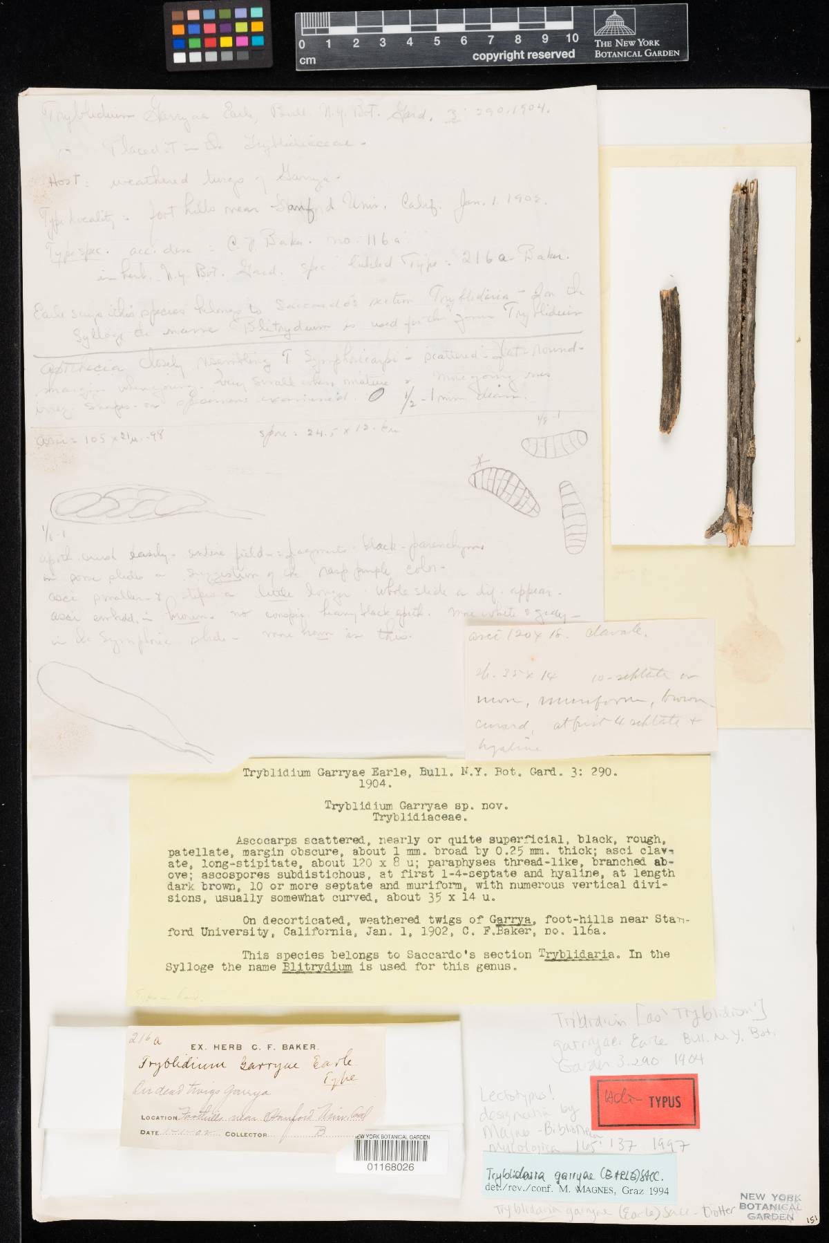 Triblidium garryae image