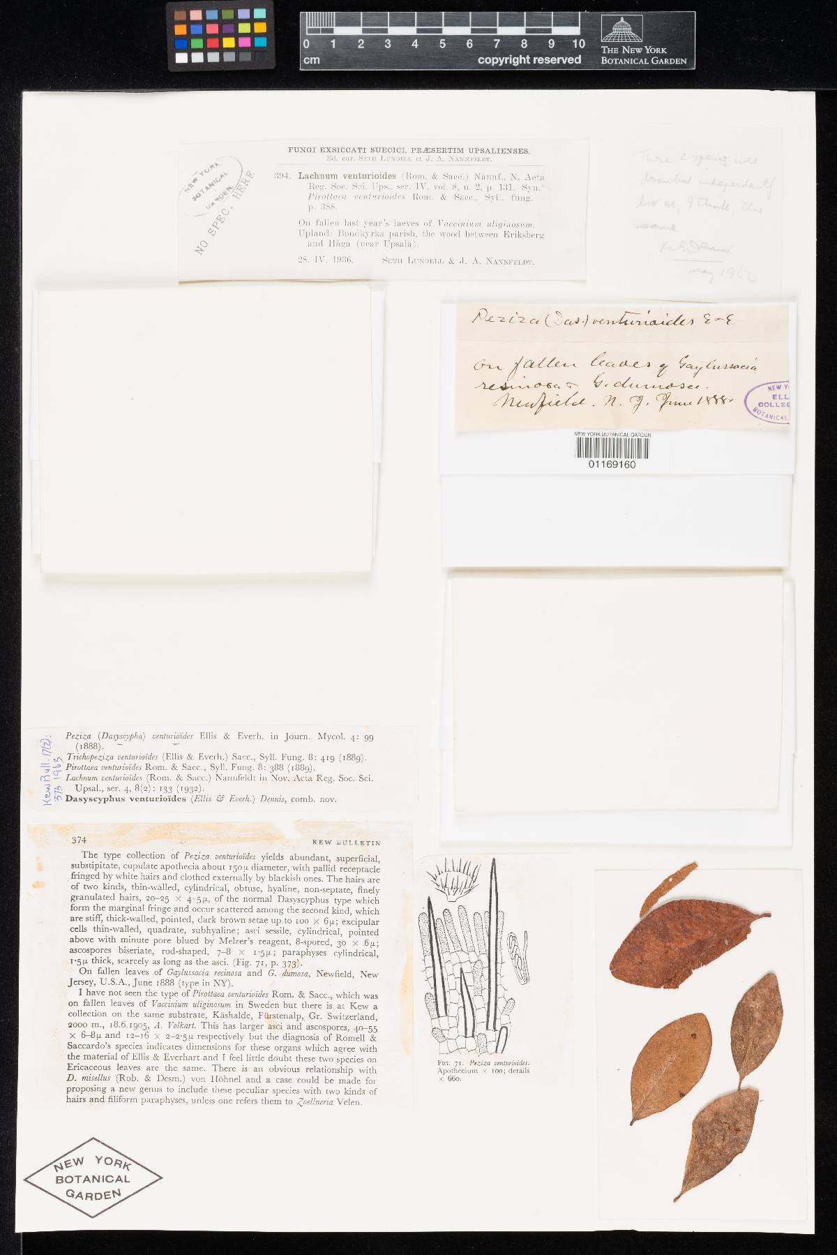 Venturiocistella gaylussaciae image