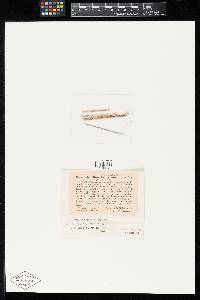 Thumbnail image of current specimen