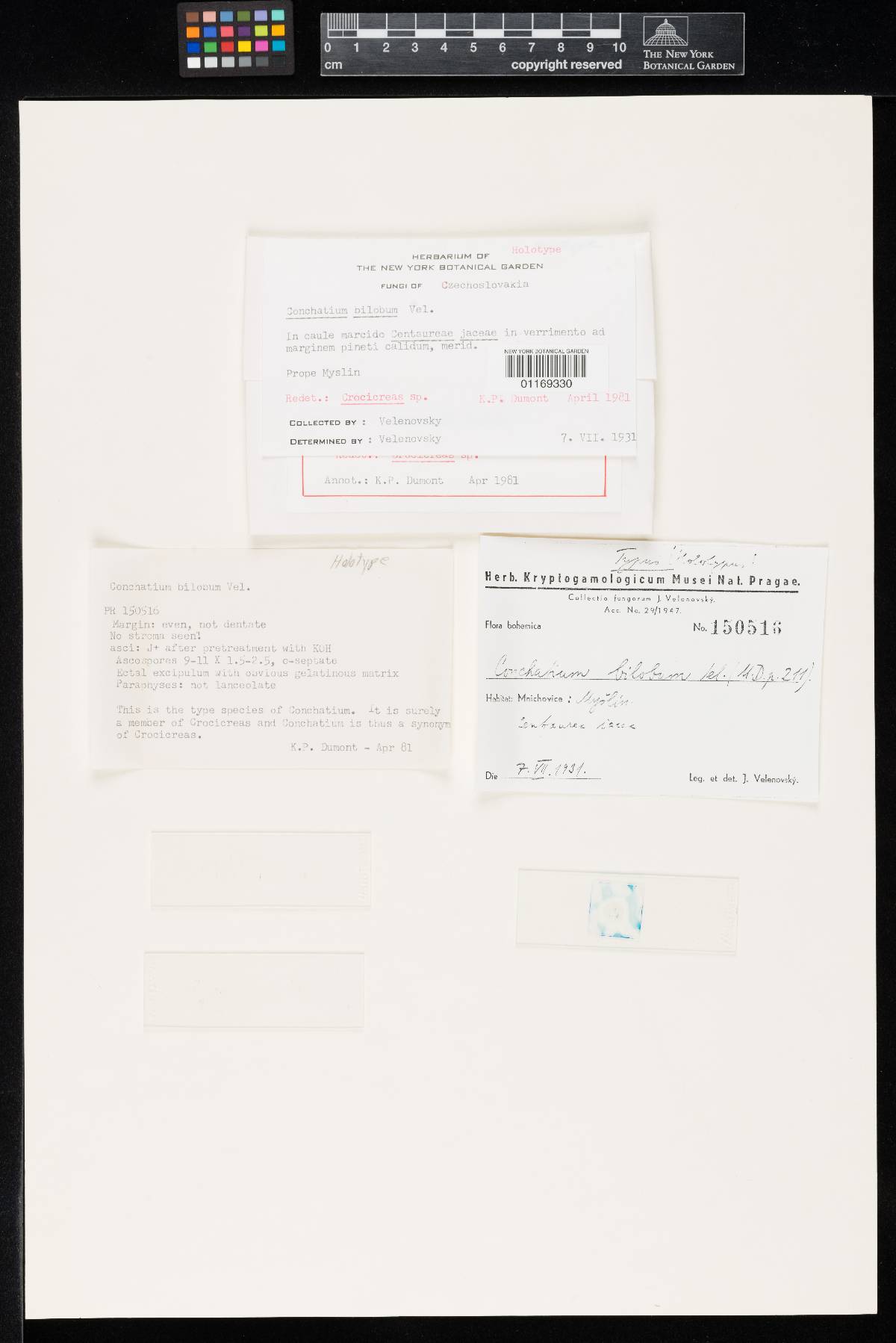 Conchatium bilobum image