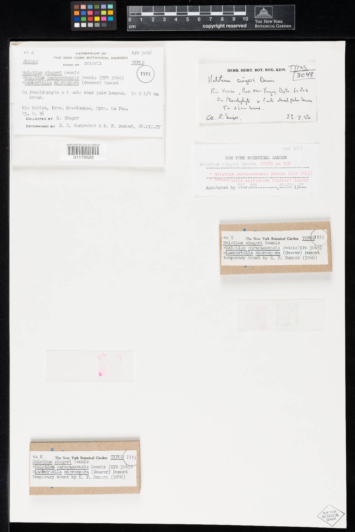 Helotium singeri image