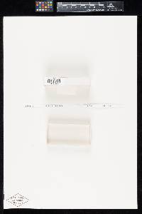 Media resource of Dimargaris xerosporica