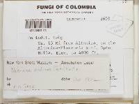 Thumbnail image of current specimen